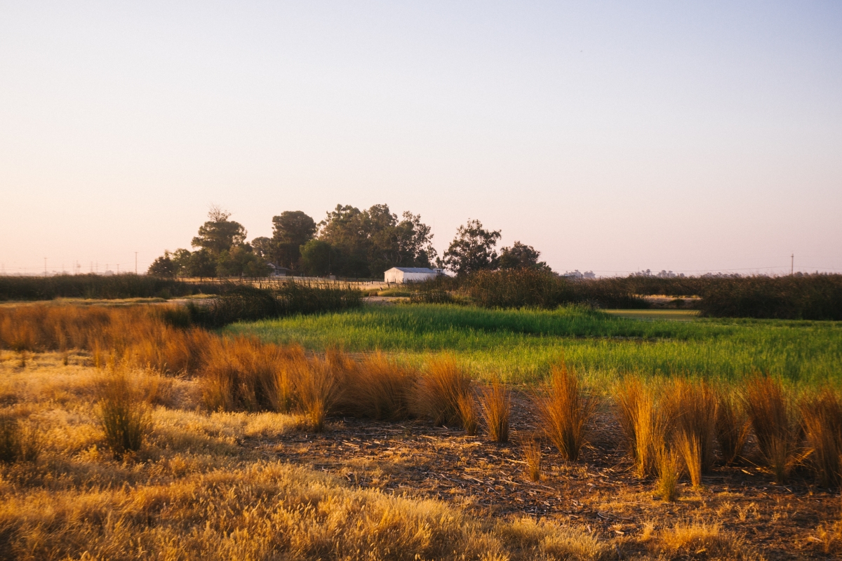 Sterling Caviar's Sacramento-based location is surrounded by agricultural farmlands.