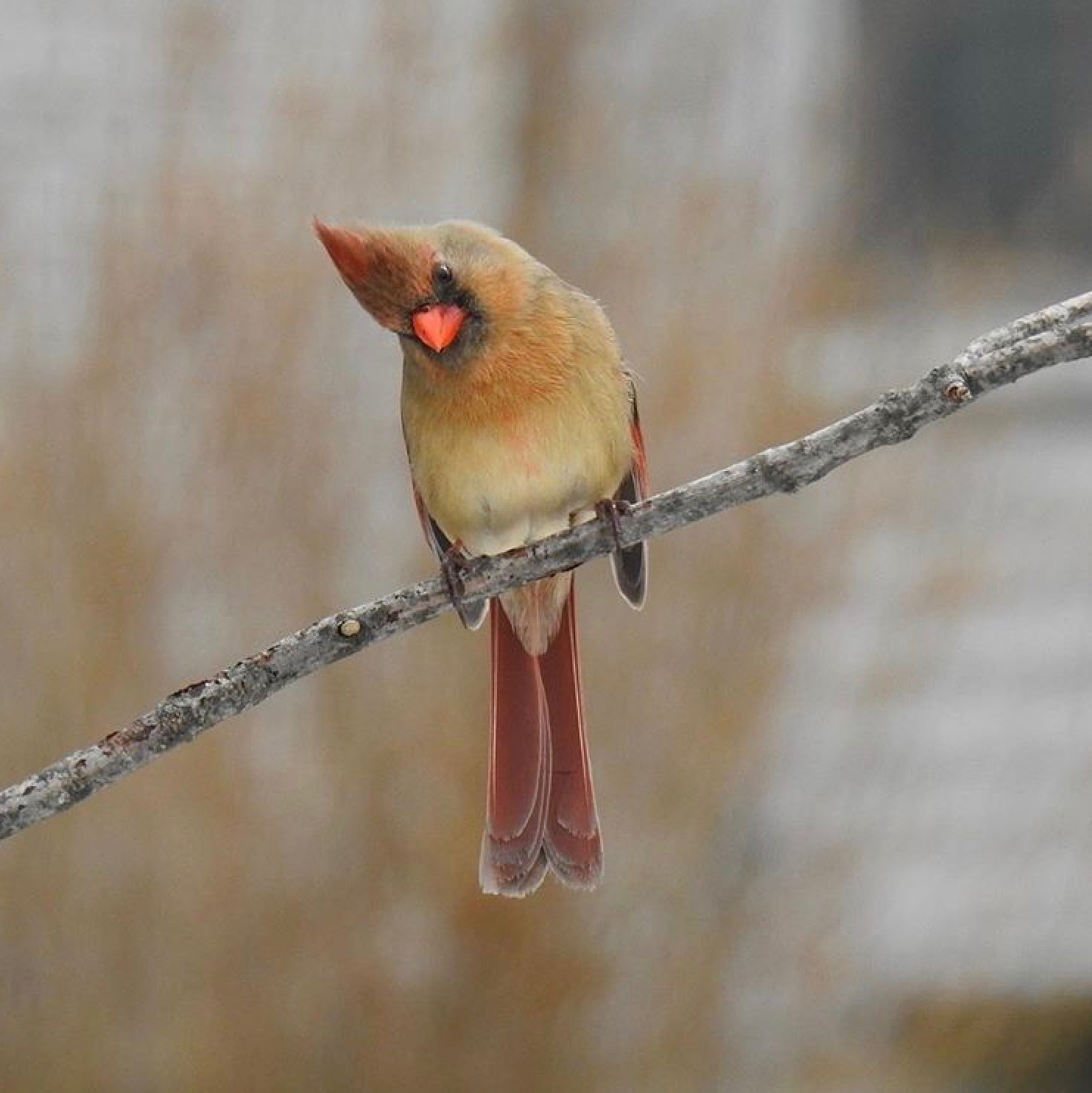 If you're into birds then you'll love the female Northern Cardinal