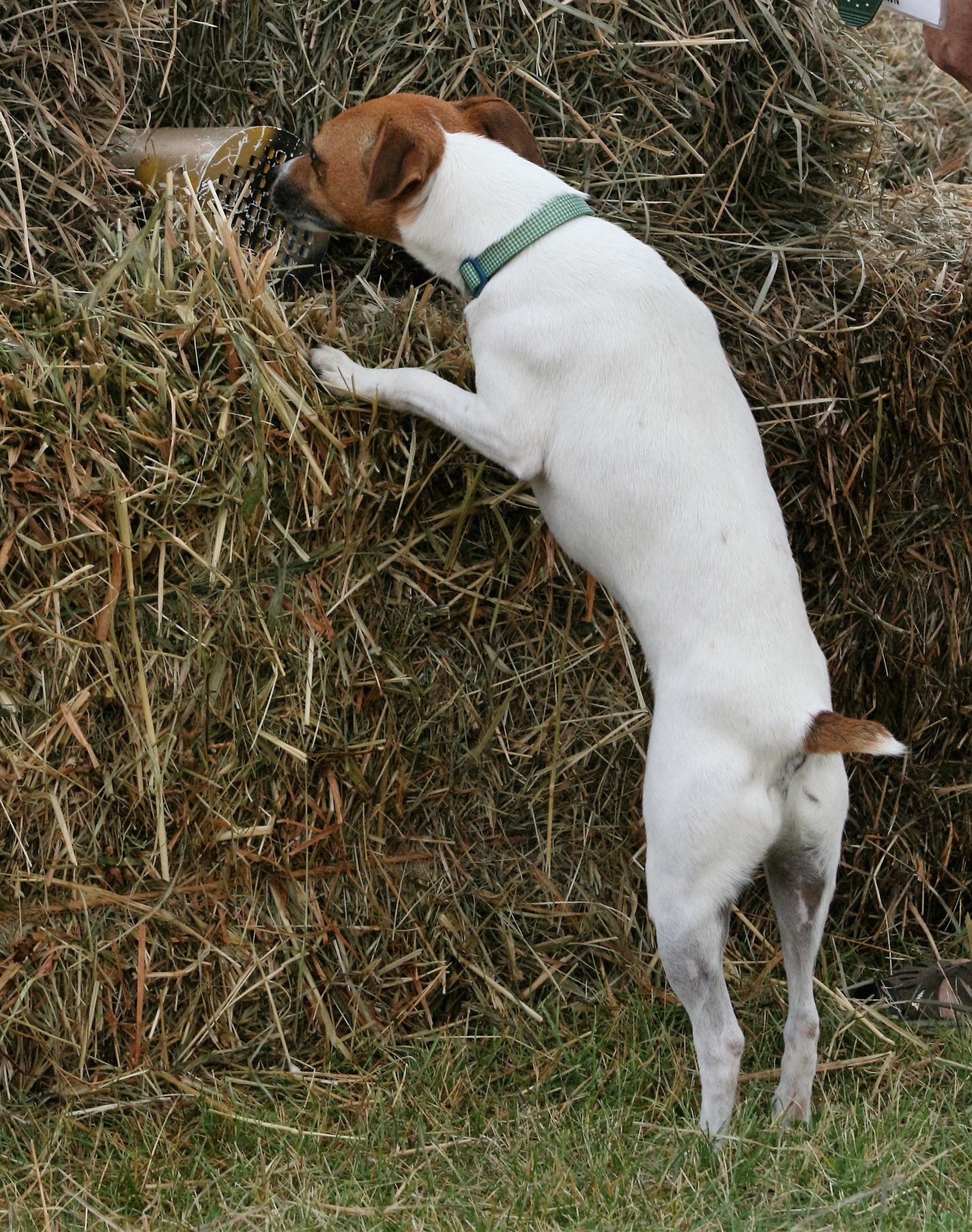 Canine Camp Getaway's barn hunt classes are a big hit with the terrier set.