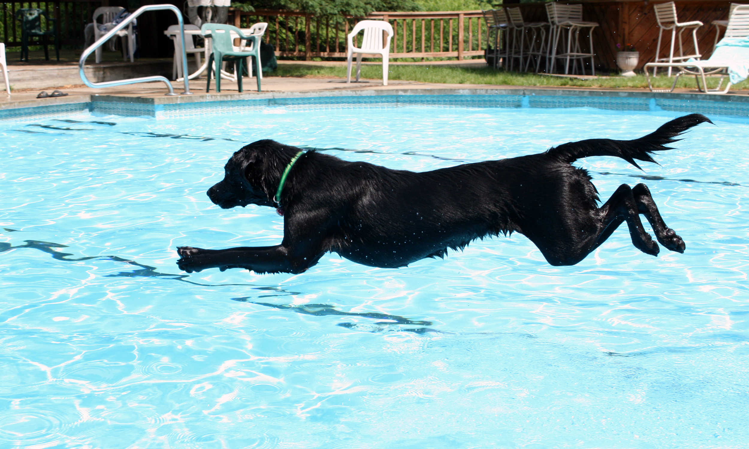 Leaping labrador! The pool is always open at Canine Camp Getaway.