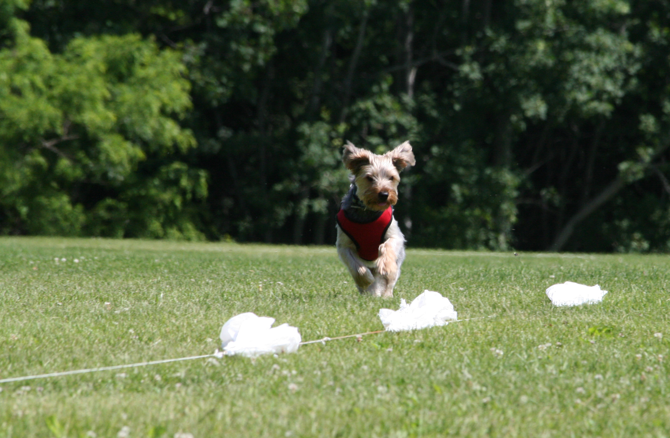 For dogs who love to run and chase, lure coursing is lots of fun!