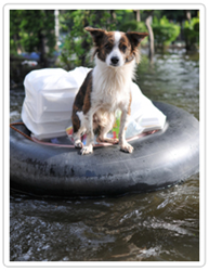 dog on raft in flood