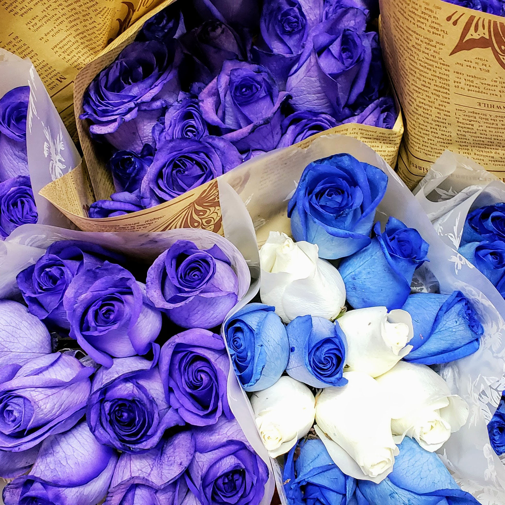 Mireya's Flowers Mother's Day Blue Roses and multi-colored Forever Roses are a steal compared to Westside prices
