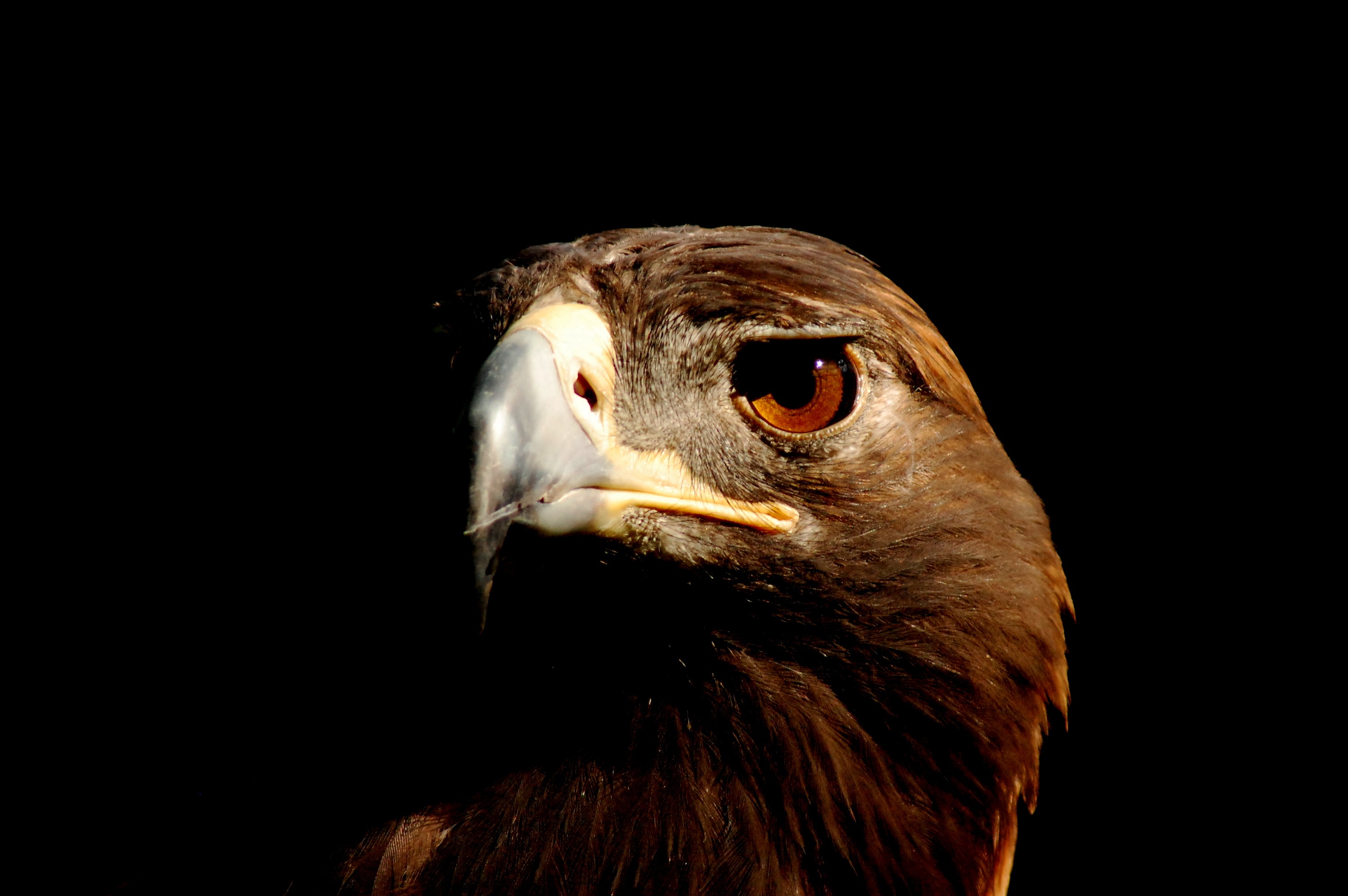 Kateri, Center of the West's resident golden eagle