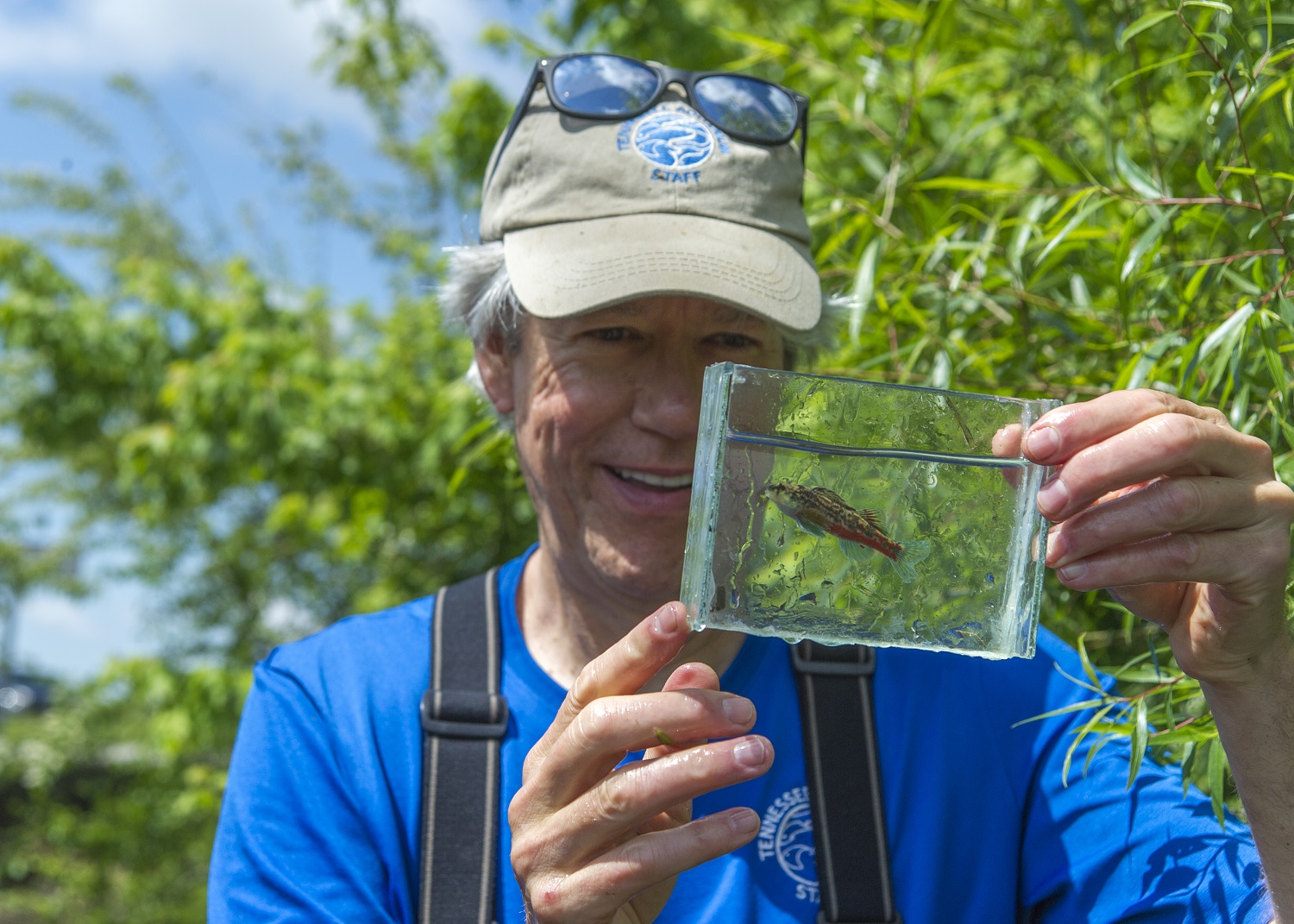 Dr. Bernie Kuhajda holds an endangered Vermilion Darter in a portable aquarium.