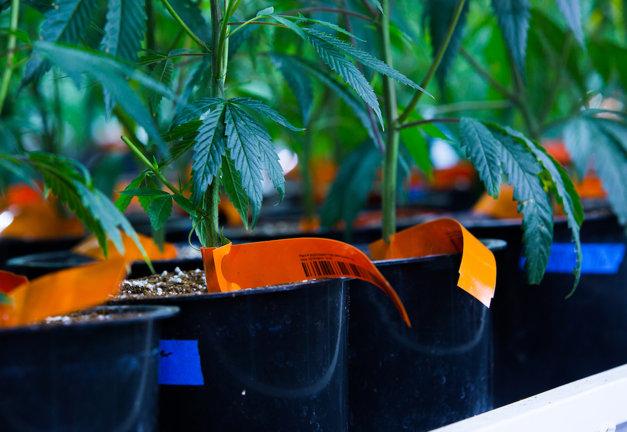 Trellis helps track cannabis from seed to sale