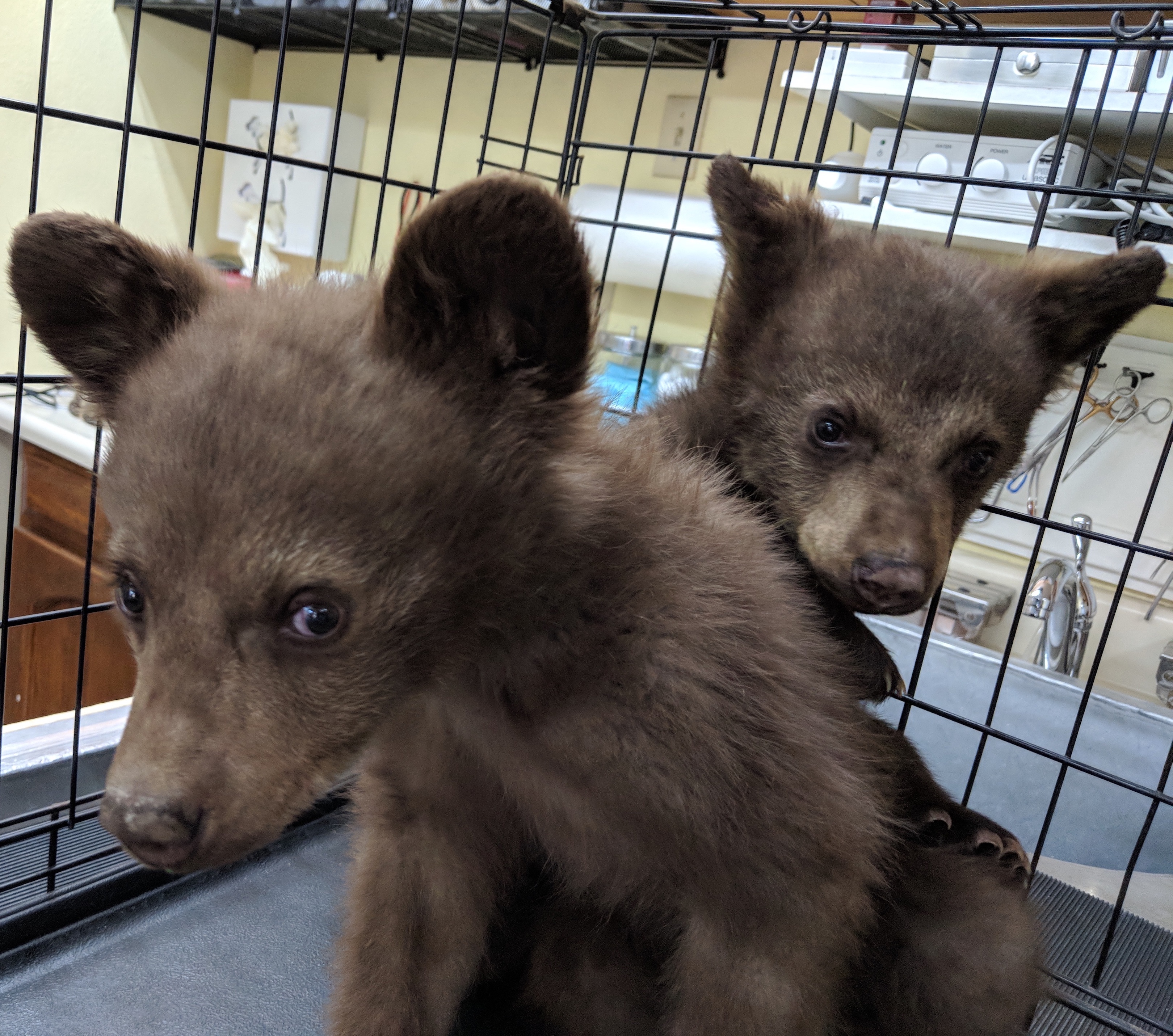 Bearizona rescued four bear cubs left without a mom last year and here are two of them getting checked out by a veterinarian.