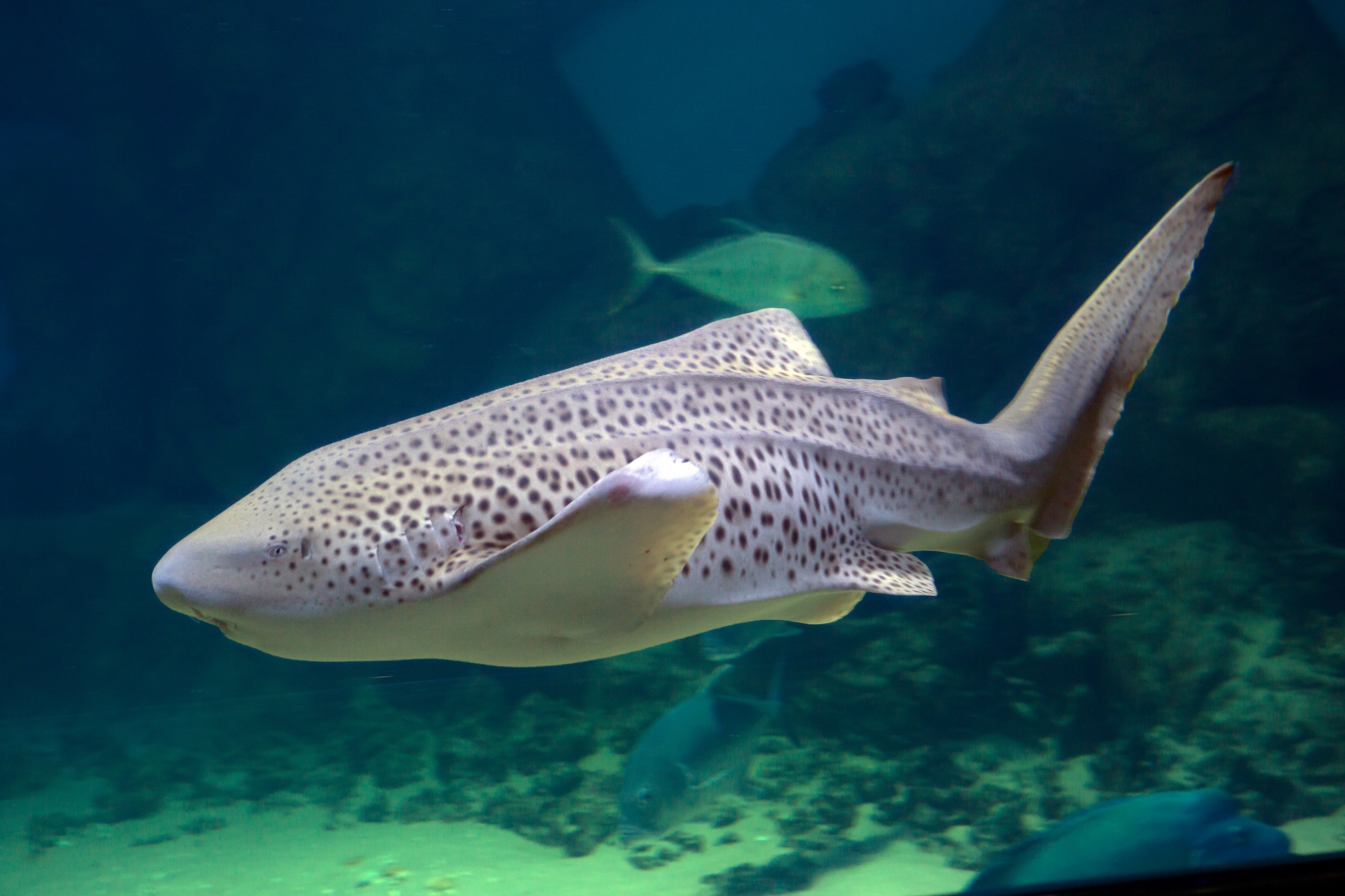Leopard Shark Encounter for Two