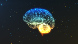 Brain image showing emotional activity