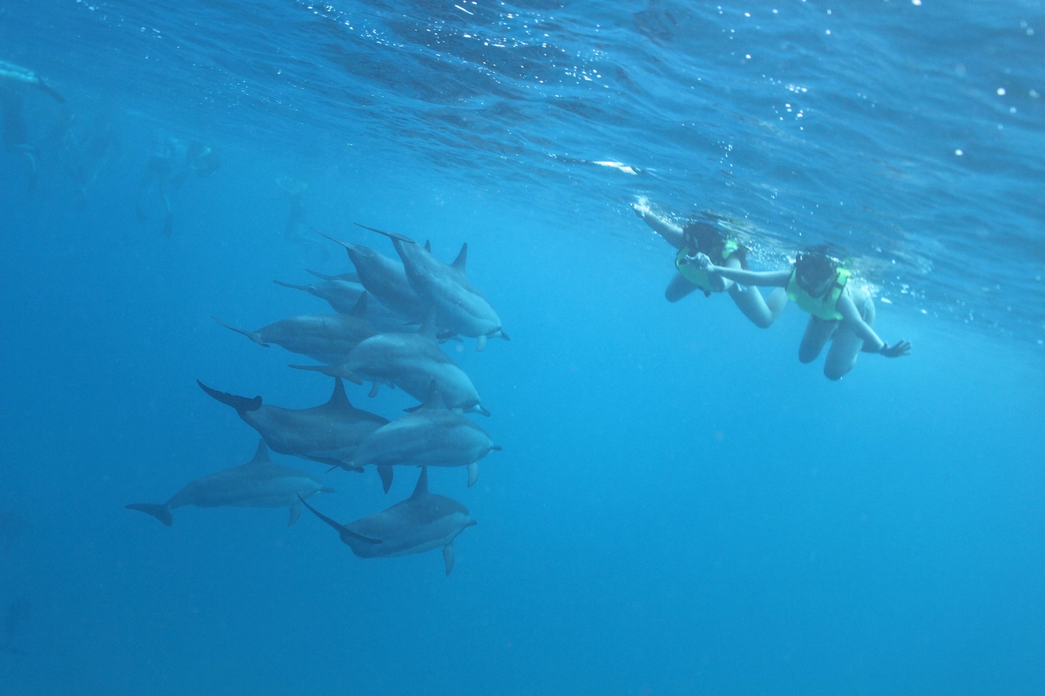 Dolphins and You guests swim with wild dolphins in Hawaii.