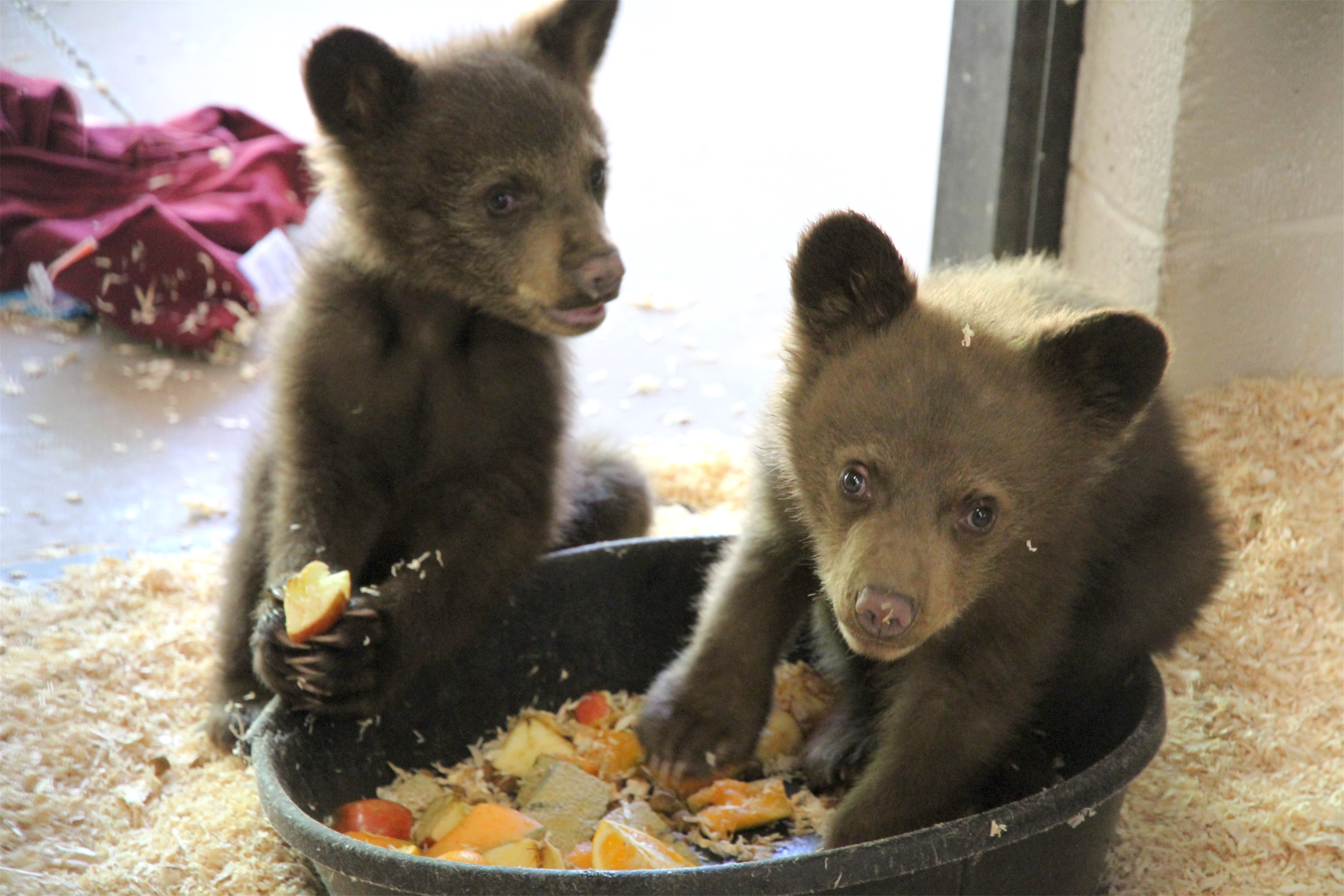 The cubs upon their arrival at Bearizona one year ago.