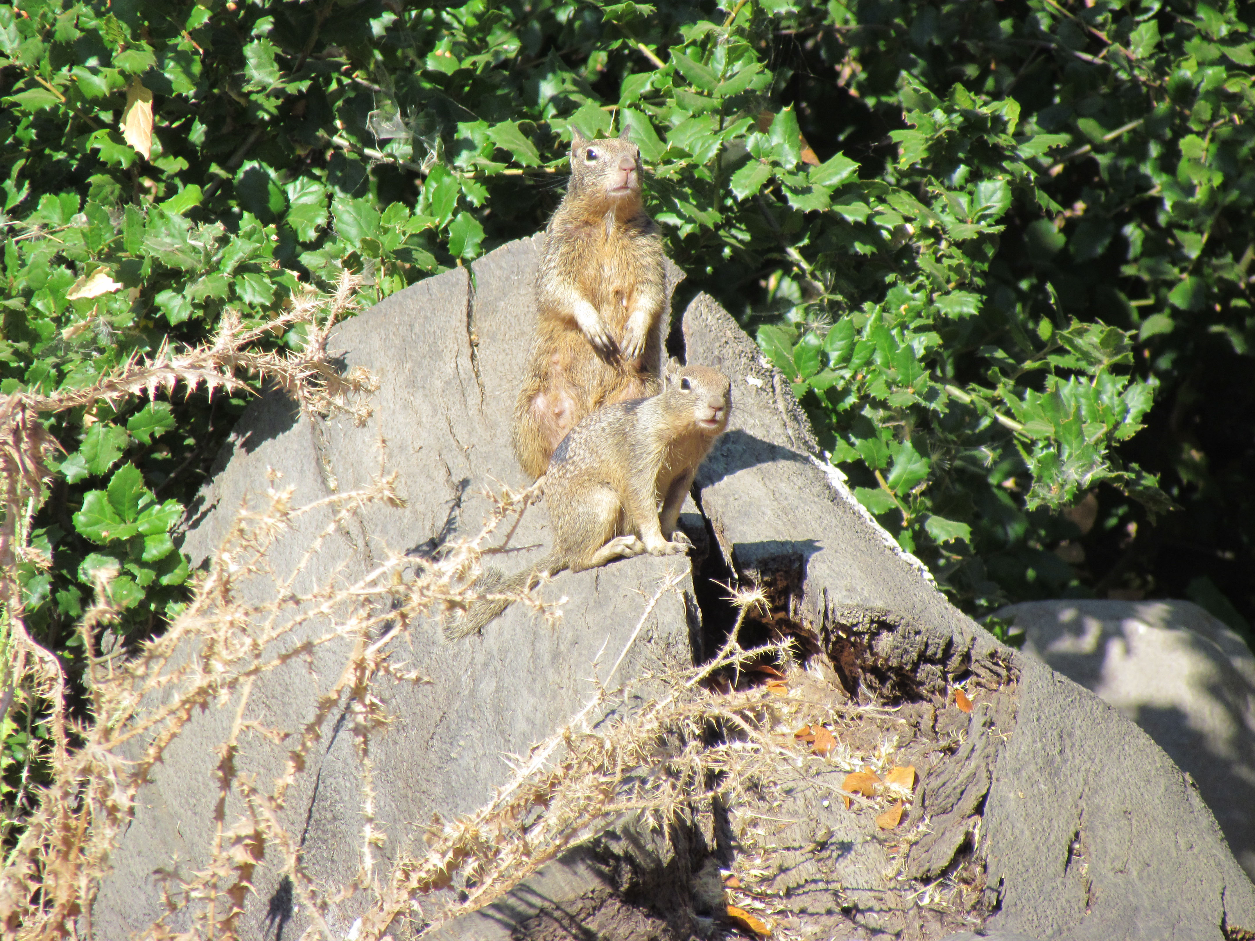 Adult and juvenile California ground squirrels near burrow complex