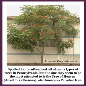 Spotted Lanternfly are attracted to Tree of Heaven