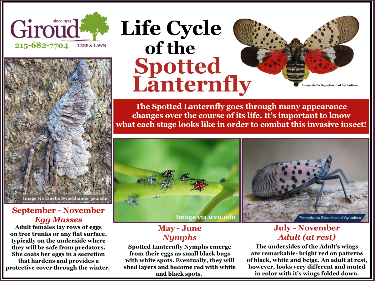 The Life Cycle of the Spotted Lanternfly