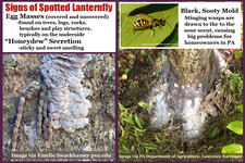 Signs of Spotted Lanterfly