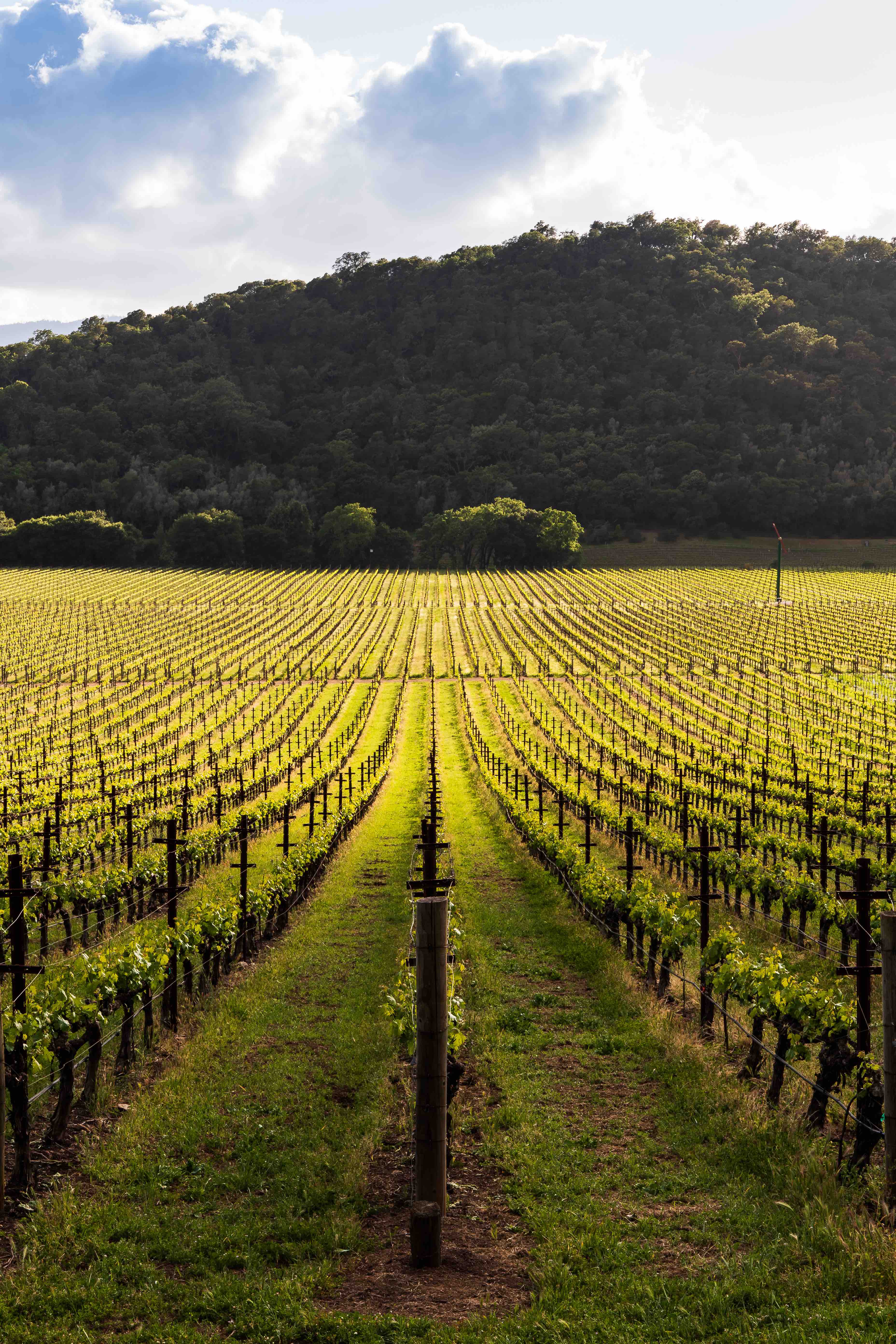 The Stags Leap District Winegrowers is a non-profit association of vintners and growers united by the mission of enhancing the reputation of the appellation and its wines.