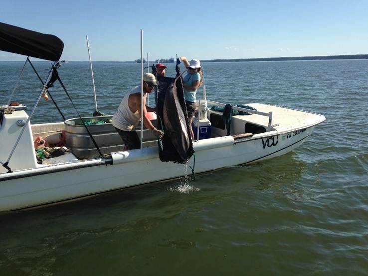 Matt Balazik and his team release a big female sturgeon into the river. Photo credit: Jamie Brunkow.