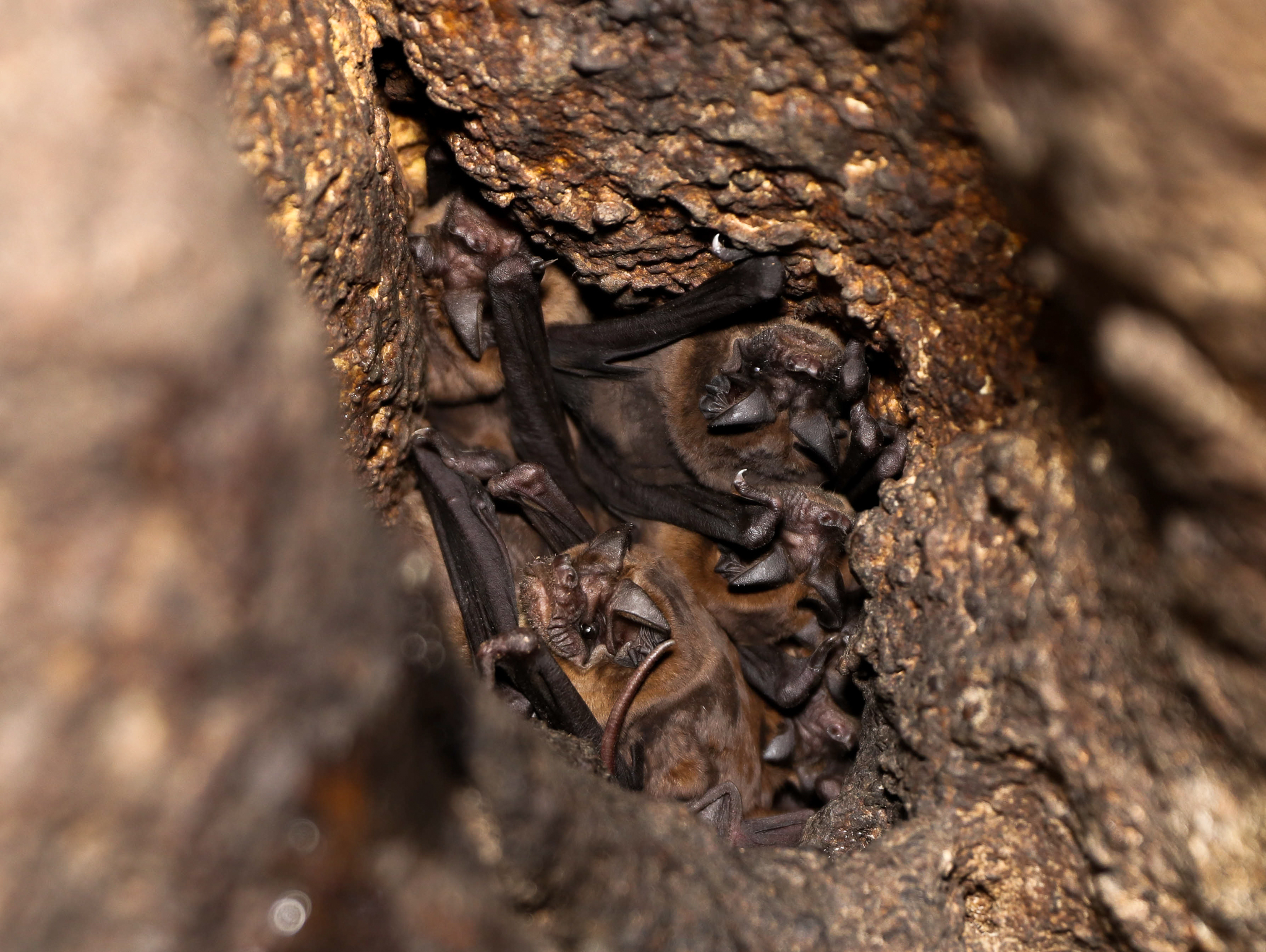 Fijian Free-tailed bat roosting in Nakanacagi Cave