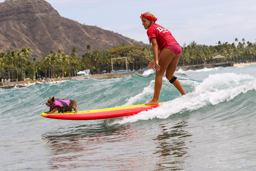 At Duke's OceanFest, four-legged surFURs lead their owners into the waves of Waikiki during the Going to the Dogs SurFUR Contest.