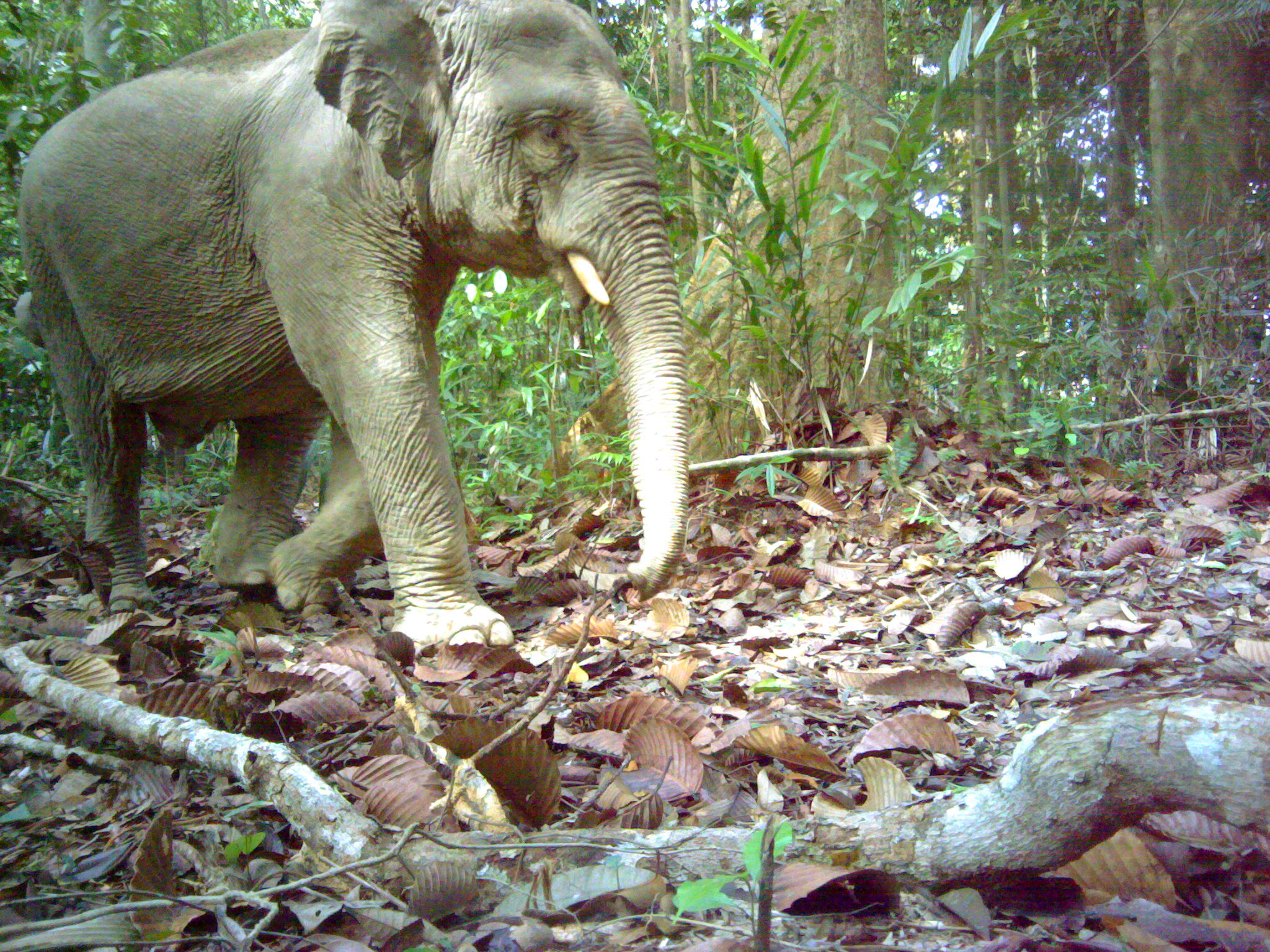 Endangered Asian Elephant. Photo courtesy of Rimba.
