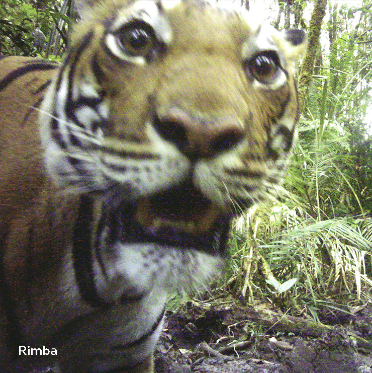 Critically Endangered Malayan Tiger.