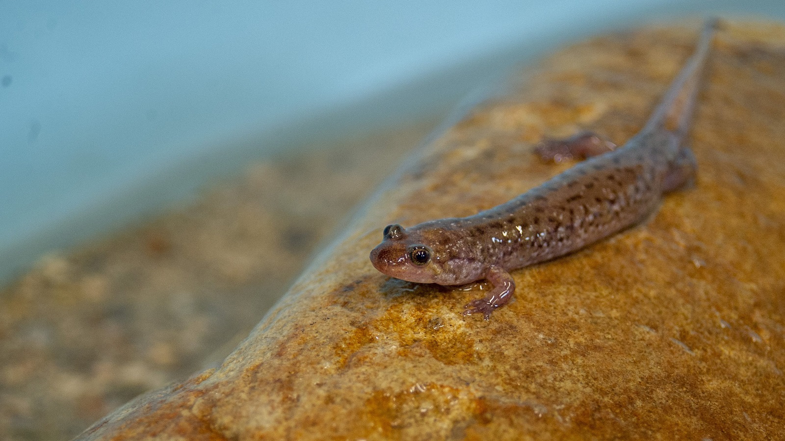 A Seal Salamander rests on a rock in an artificial stream system at the Tennessee Aquarium Conservation Institute.