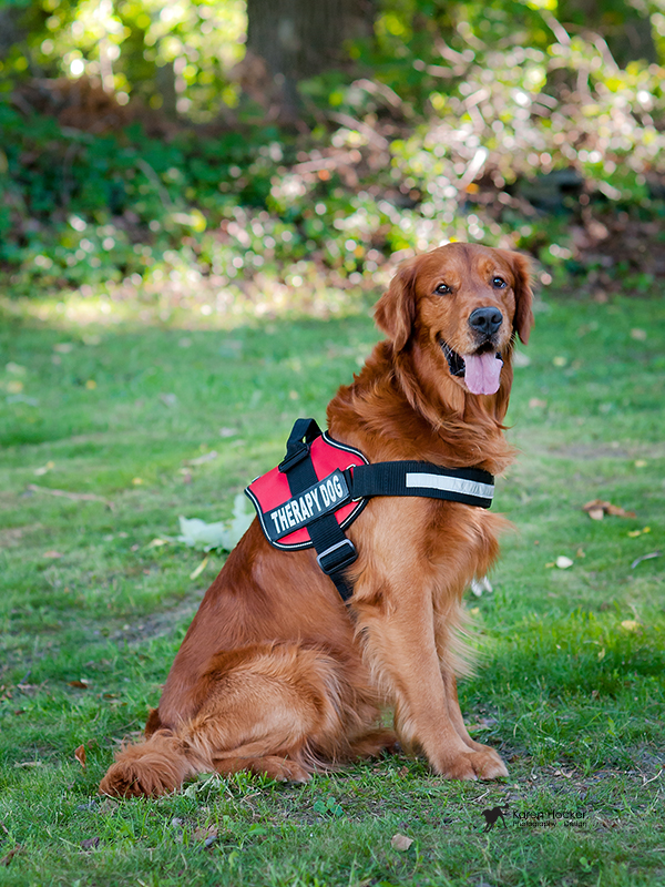 Bean in his therapy dog vest