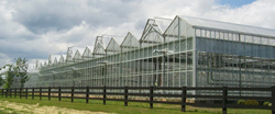 venlo greenhouse