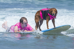 Ricochet the surfing dog ' #InsideSanDiegoSports