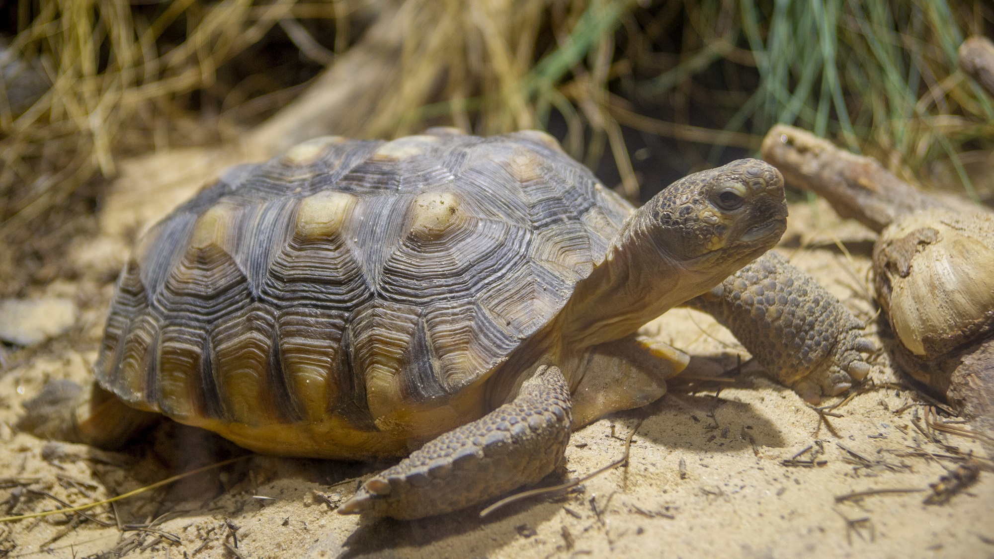 Gopher Tortoise credit Todd Stailey Tennessee Aquarium