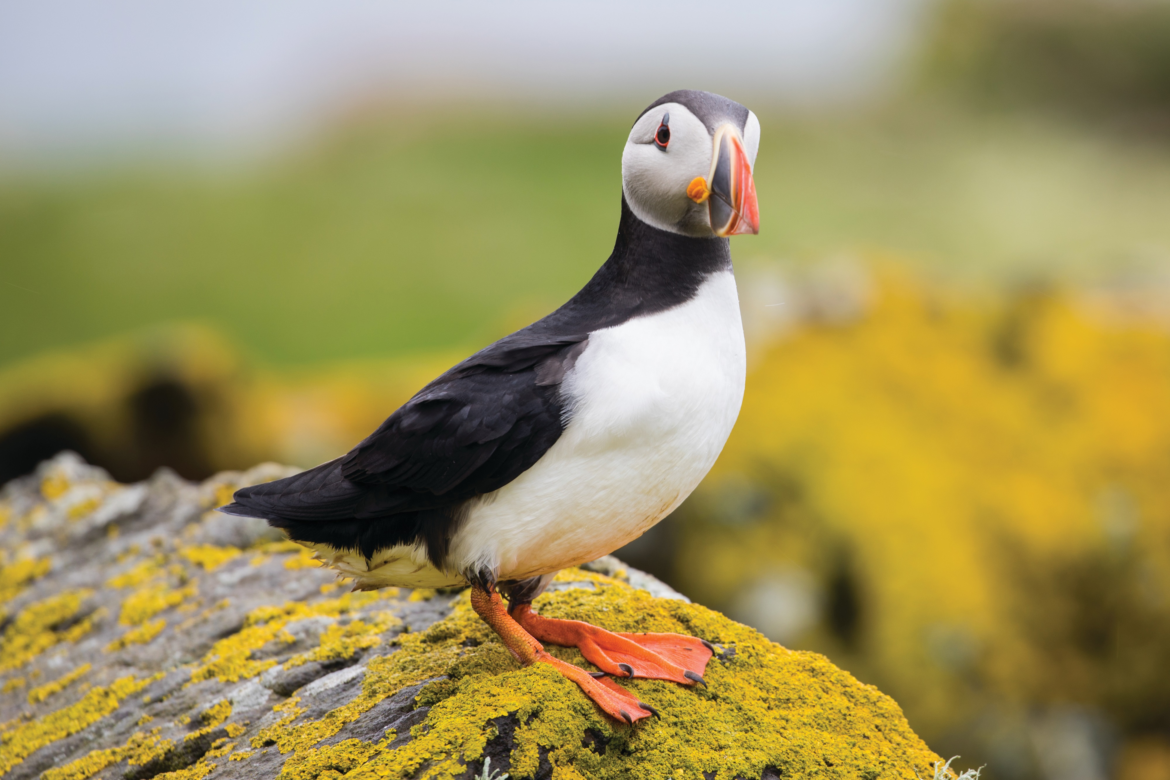 A Puffin in Iceland - Adrian Wlodarczyk