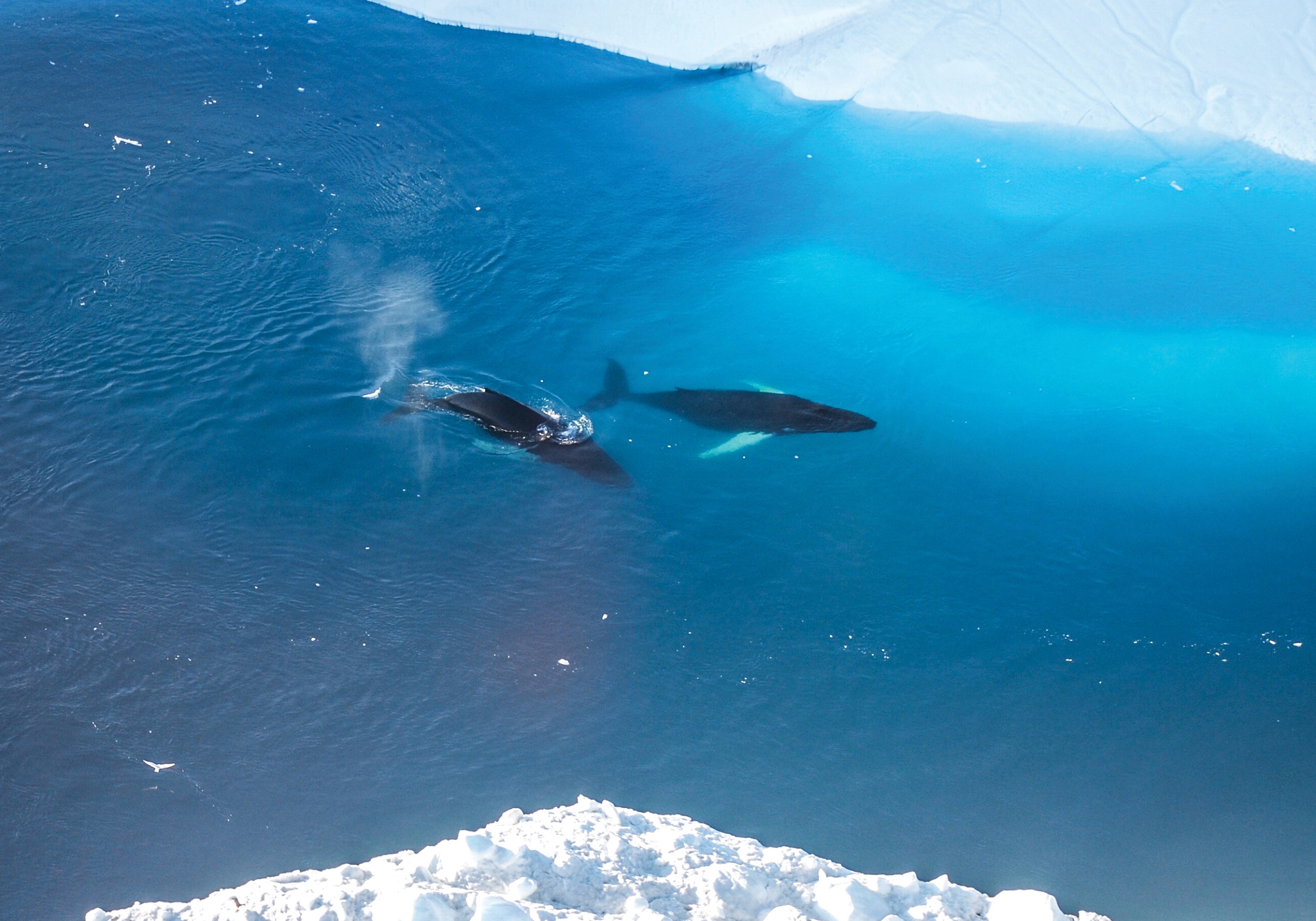 Humpback Whales in Ilulissat, Greenland by Lacey Dawson