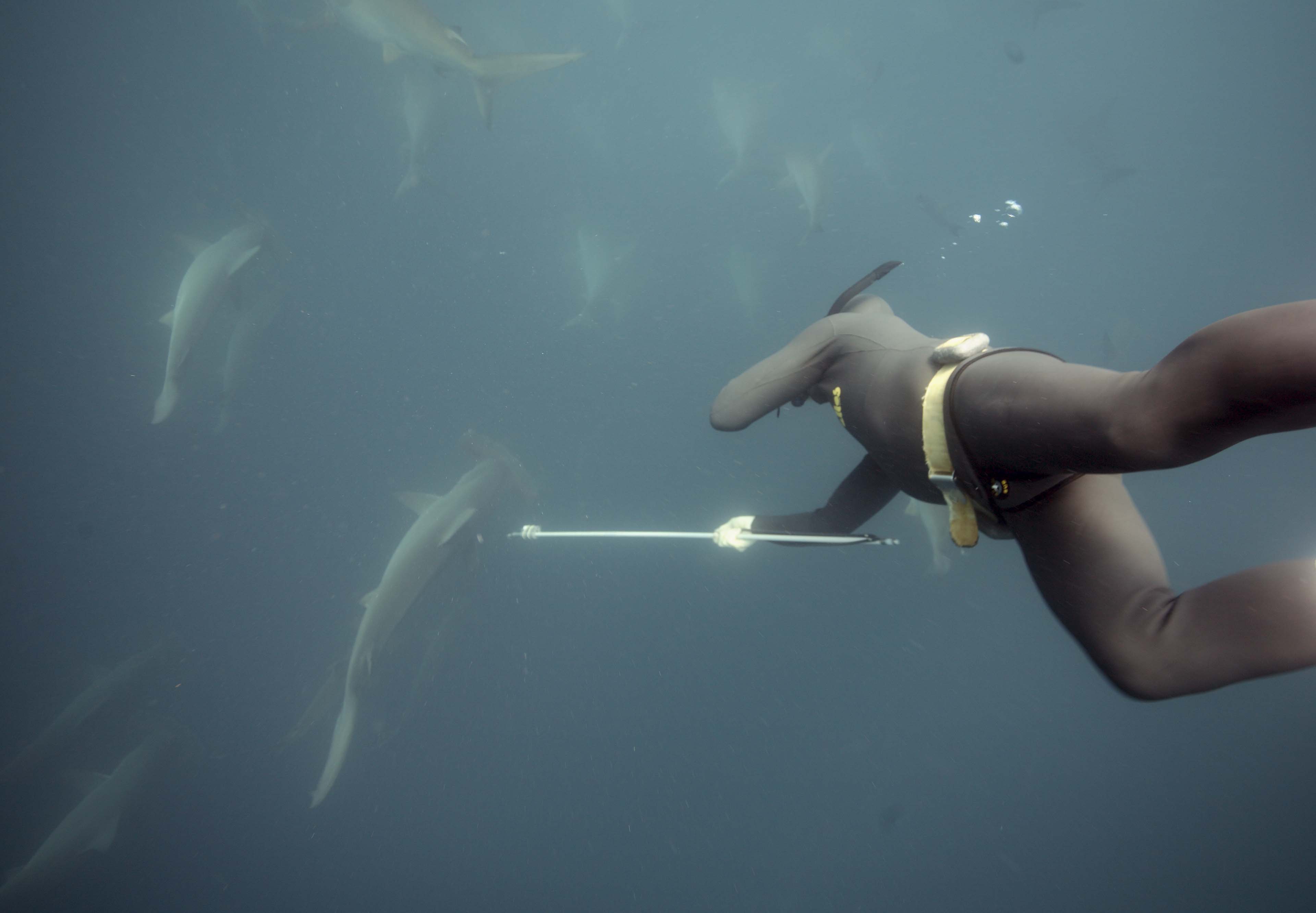 Tagging Hammerhead Sharks