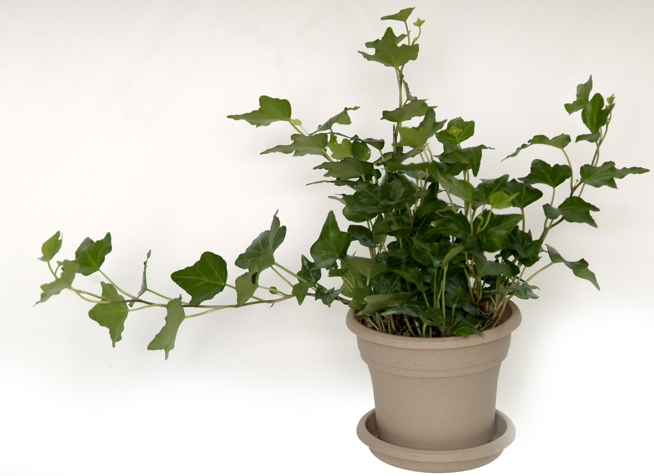 Easy-to-grow ivy adds a touch of greenery and tranquility to indoor spaces