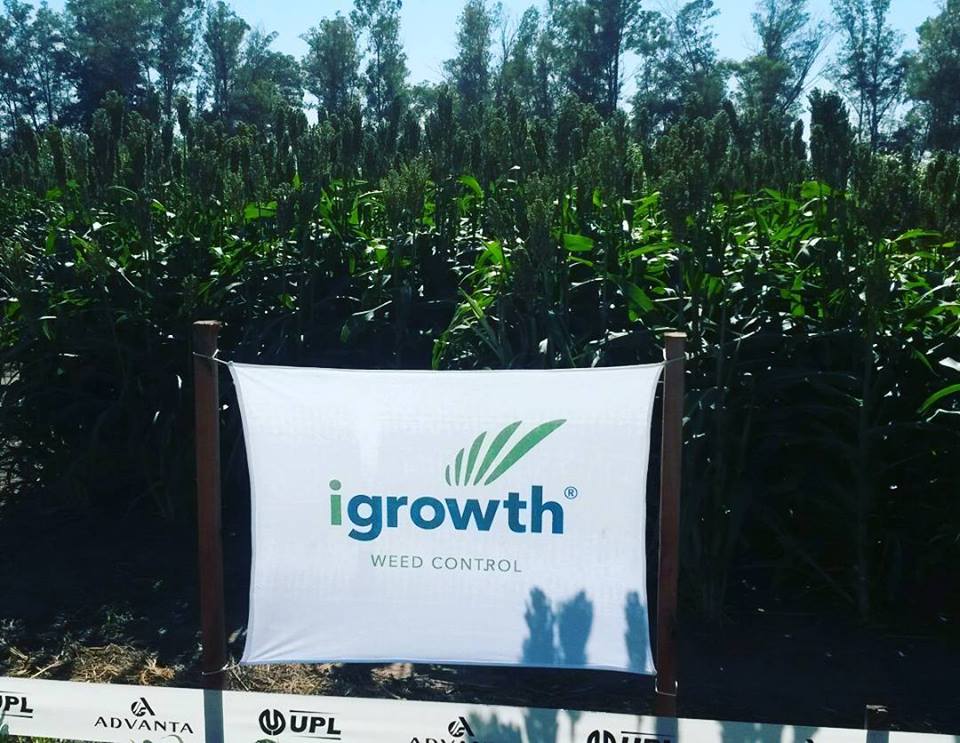 Sorghum field with igrowth technology