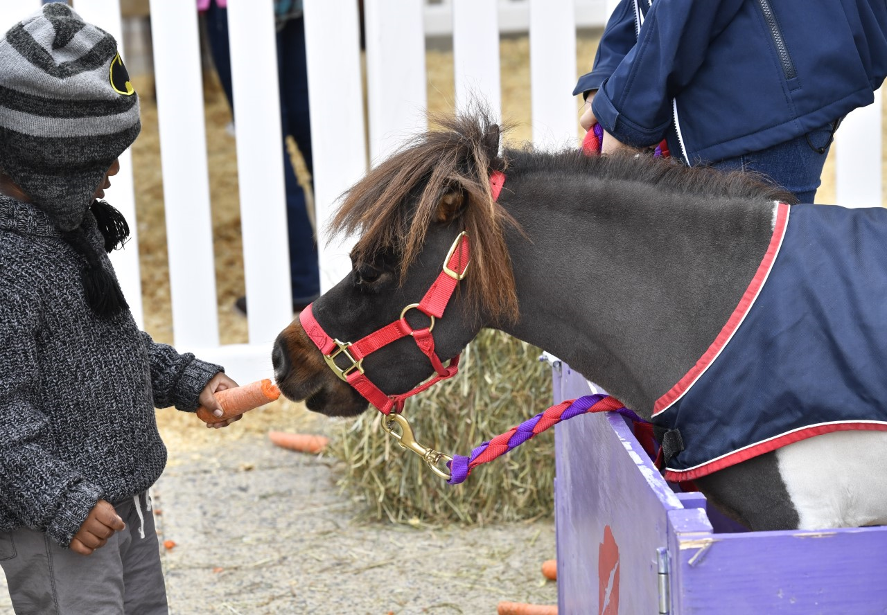 Mini Cooper the miniature horse was on hand to greet everyone who attended Kids’ Day at WIHS. Photo by Alden Corrigan Media.