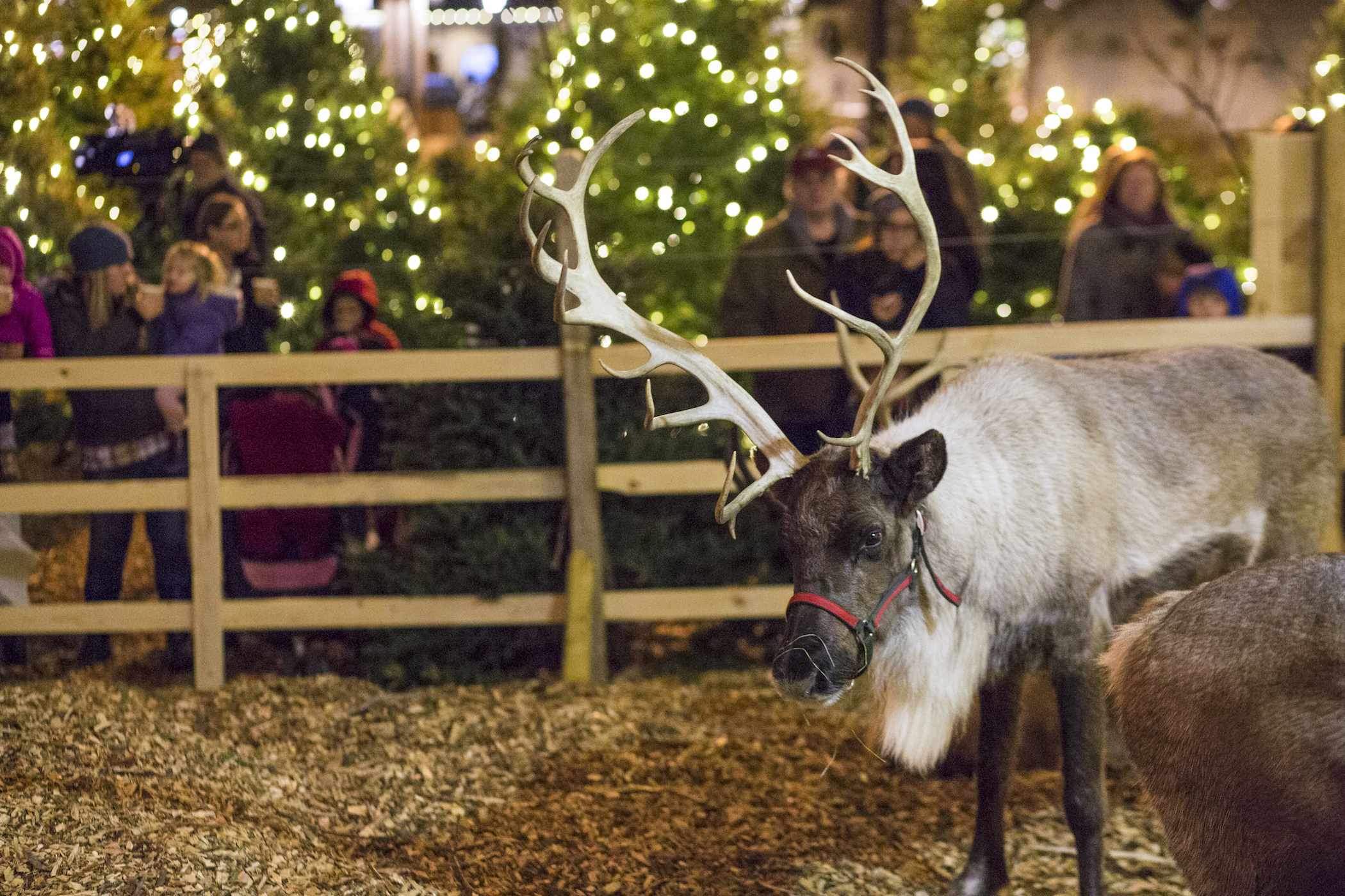Santa and his reindeer are one of many sights at L.L.Bean's annual Northern Lights Celebration in Freeport, November 16-December 31.
