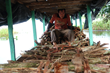Amazon Ayahuasca Sustainability Report Medicine Hunter Chris Kilham