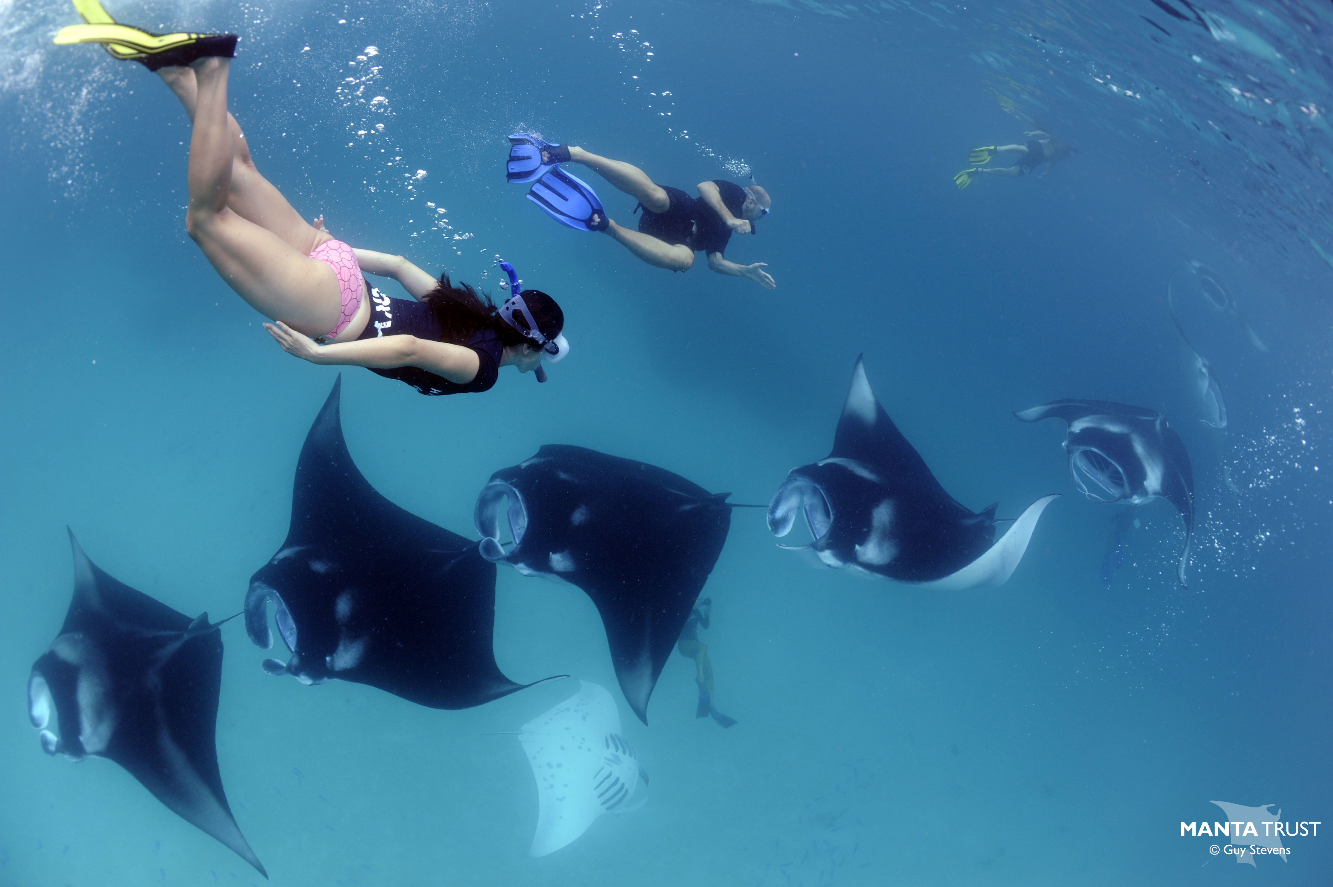 Support manta ray conservation with Manta Trust Foundation when you Travel Kindly.