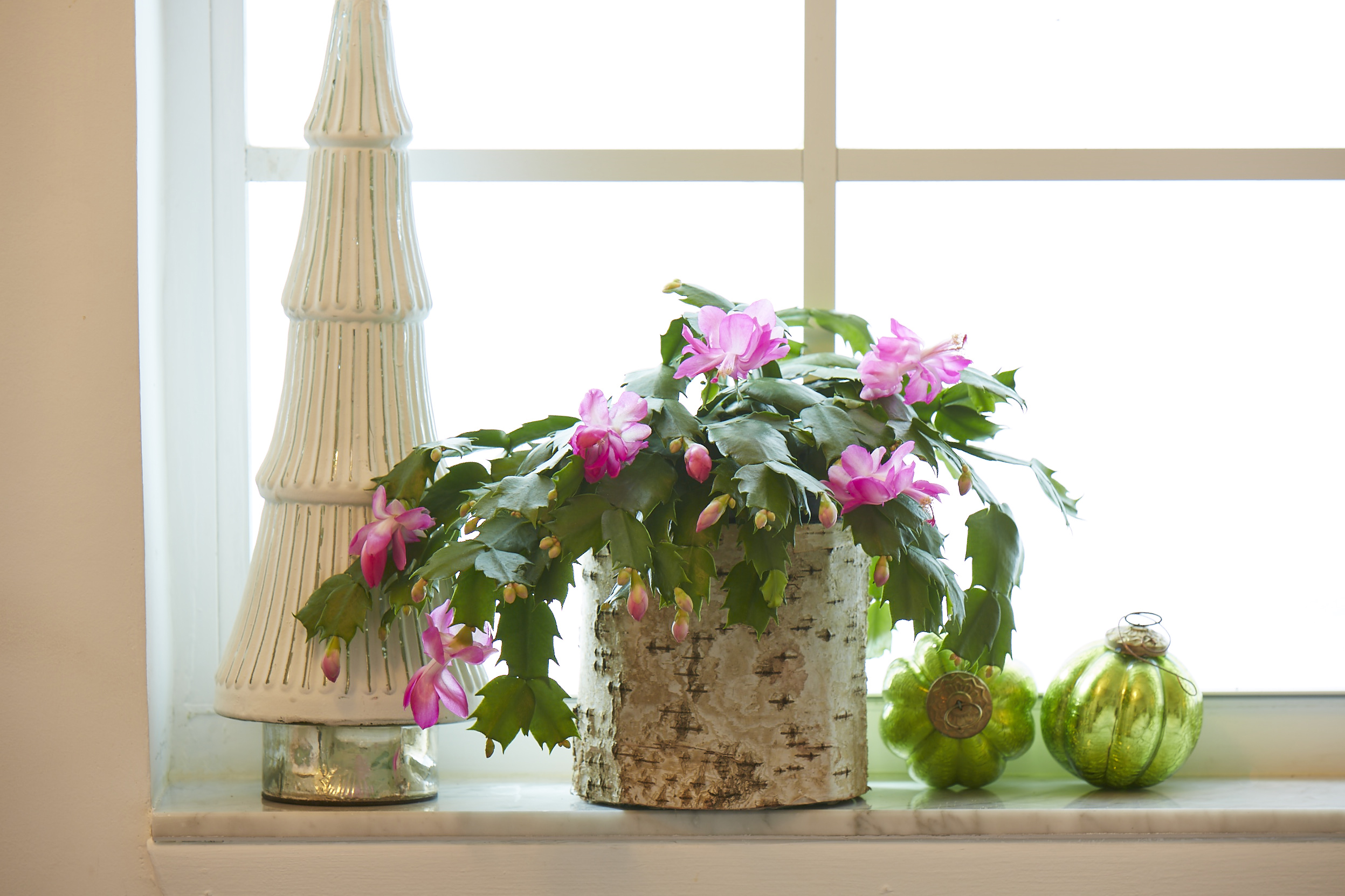 The houseplant trend has steadily taken off with both new plant parents and regular green thumbs.