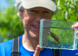 A scientist from the Tennessee Aquarium Conservation Institute holds an endangered Vermilion Darter.