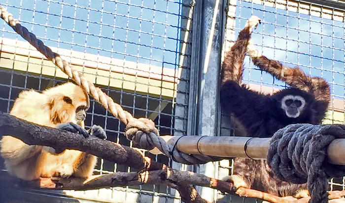 Nikko and Jasmine at Santa Barbara Zoo before he began showing signs of illness