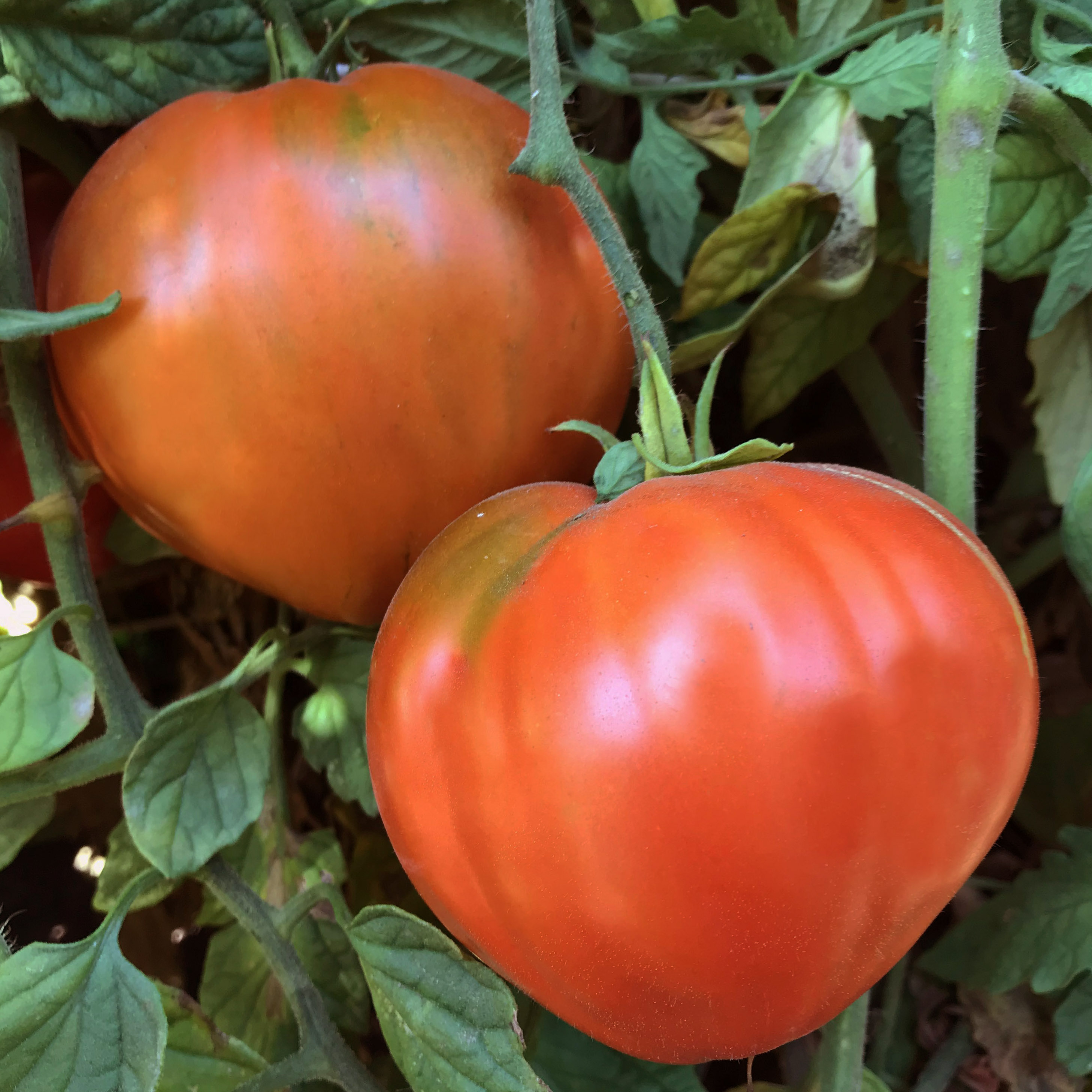 Anthony Bourdain Tomato on the plant