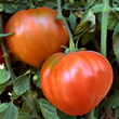 Anthony Bourdain Tomato on the plant