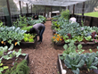 San Jose, California, gardening, corporate gardens, human resources, Corporate Organic Vegetable Gardening Programs, organic gardening, wellness programs, employee health