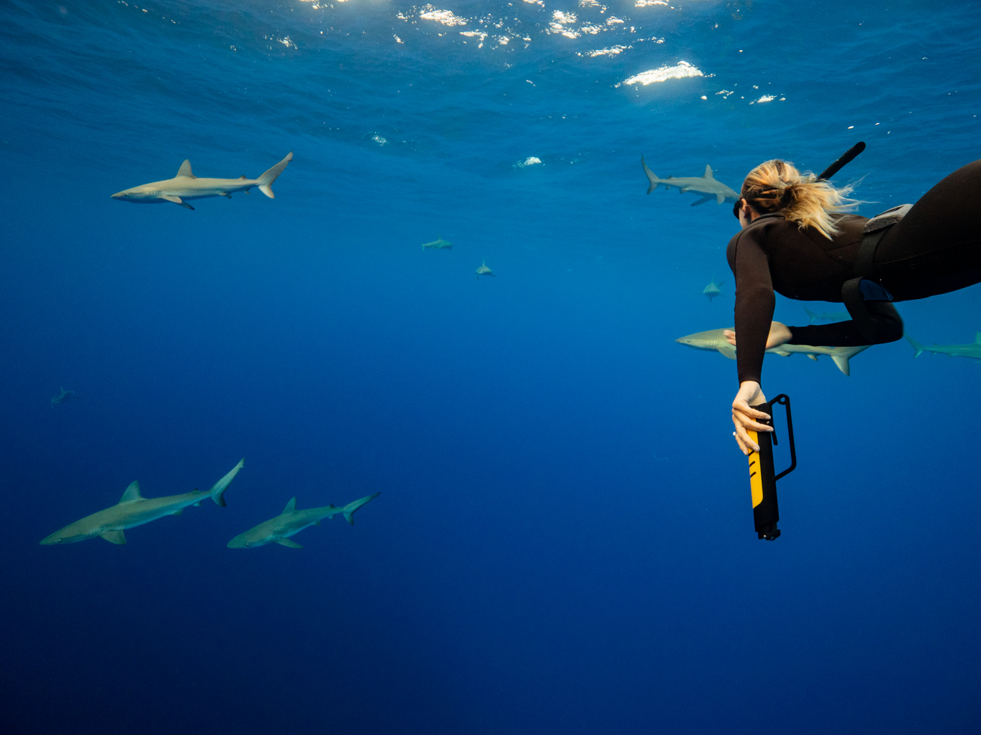 Snorkeling with sharks with the protection of the eSPEAR