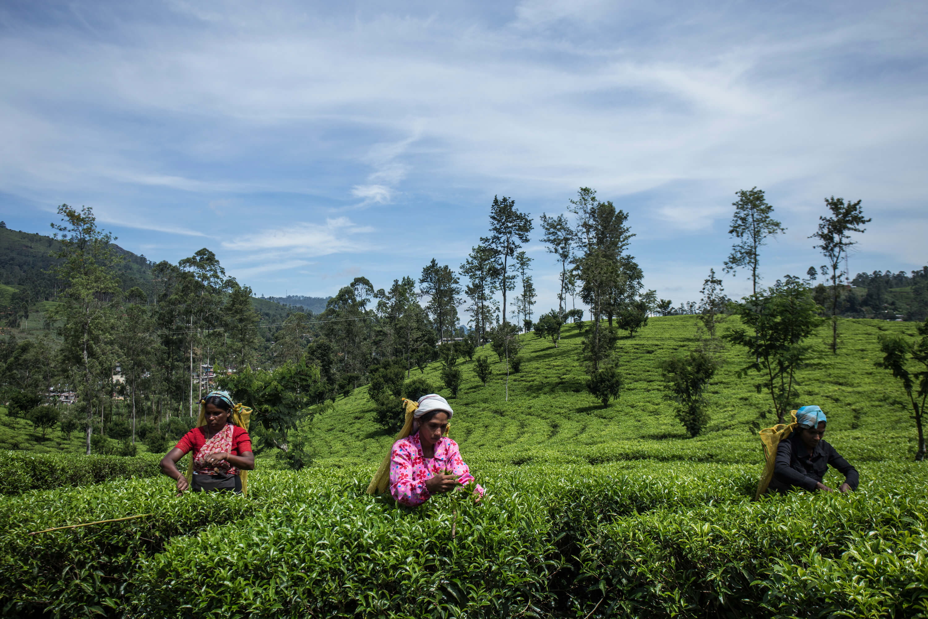 One teakruthi’s partner tea gardens in Sri Lanka’s central highlands