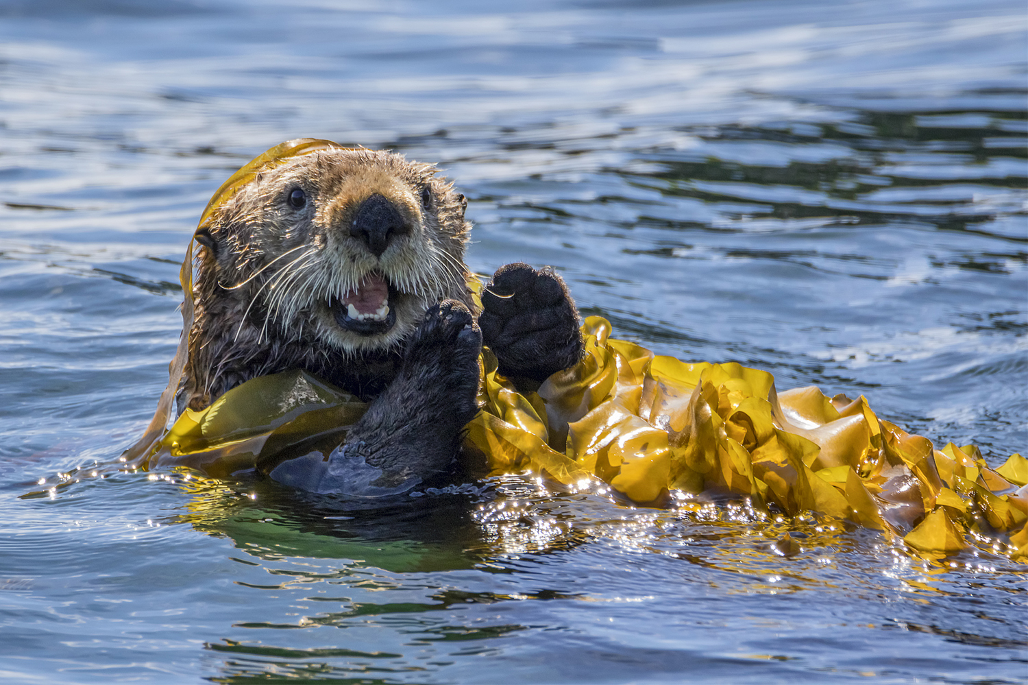 Sea Otter in Kodiak, Alaska