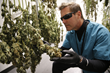 Marketing Director Todd Beckwith inspects flower in dry room