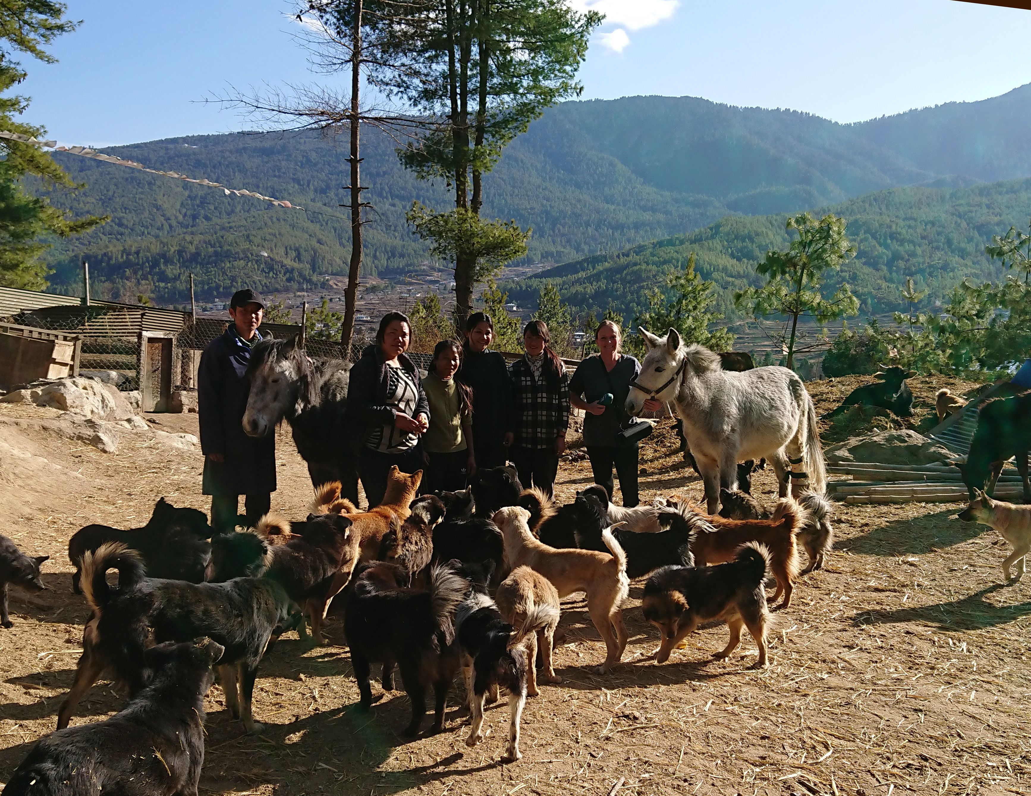 The Barnyard Bhutan Animal Rescue & Sanctuary in Paro, Bhutan welcomes any animal in need.  On just two and a half acres, more than 400 animals live together in harmony.